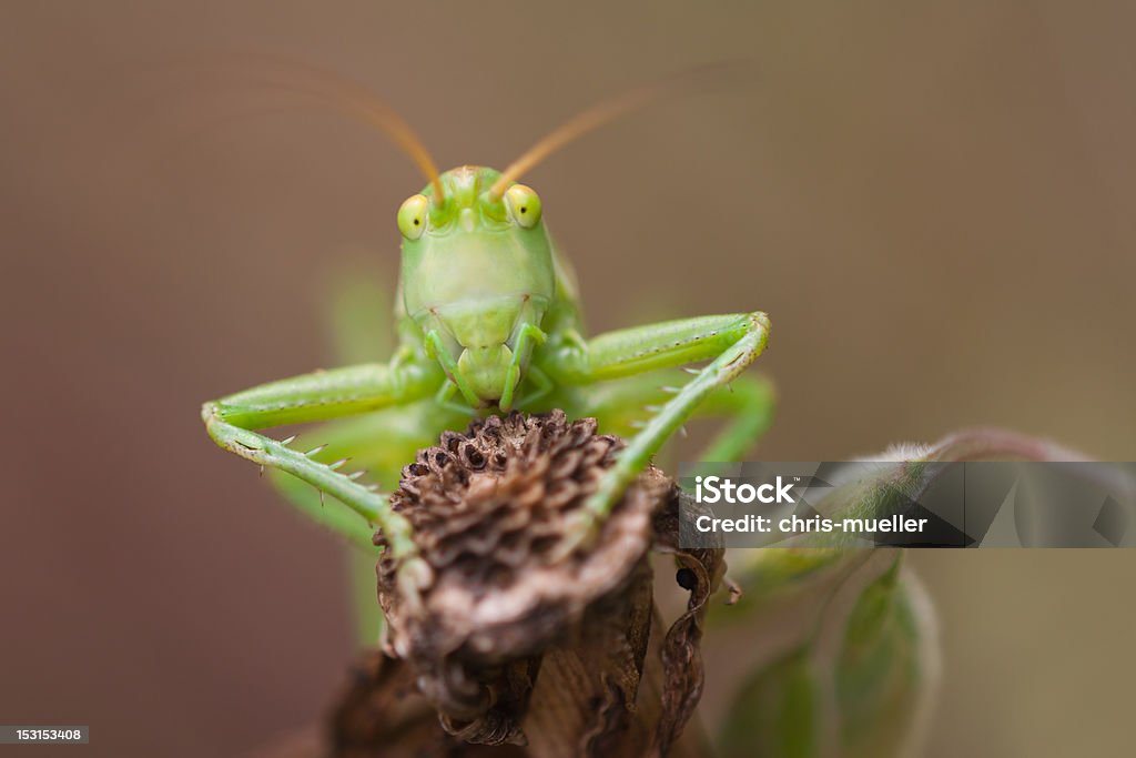 grasshopper grasshopper is sitting on a withered plant Giant Grasshopper Stock Photo