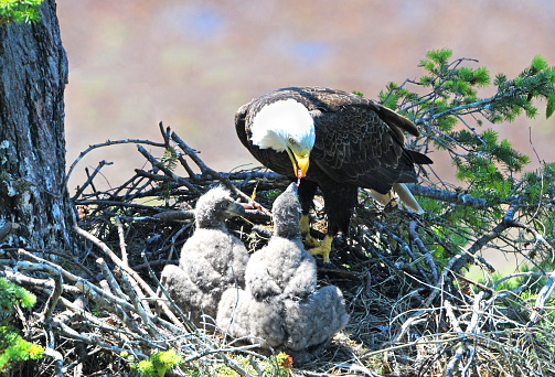 Bald Eagles in the Nest, One Adult and 2 Eaglets.