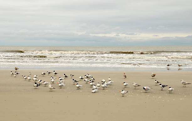 oiseaux de mer - cumberland island photos et images de collection