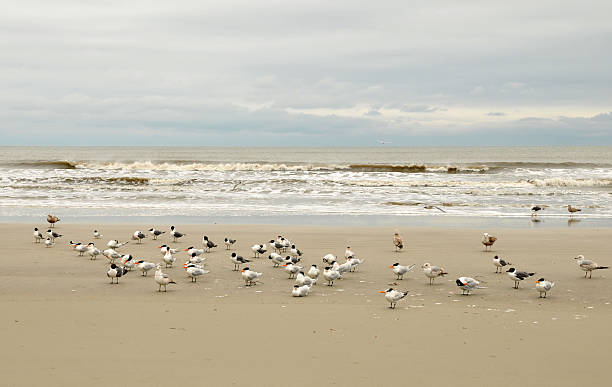 Sea Birds stock photo