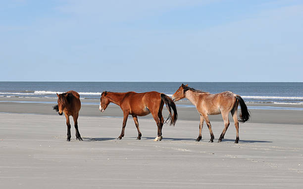caballos en la playa - cumberland island fotografías e imágenes de stock