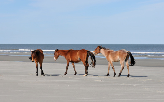 Wild horses on the beach at Cumberland Island, Georgia
