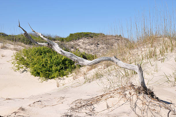 driftwood tra le dune - sand dune cumberland island beach sand foto e immagini stock