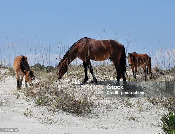 Dzikie Konie - zdjęcia stockowe i więcej obrazów Bez ludzi - Bez ludzi, Bezpańskie zwierzę, Cumberland Island