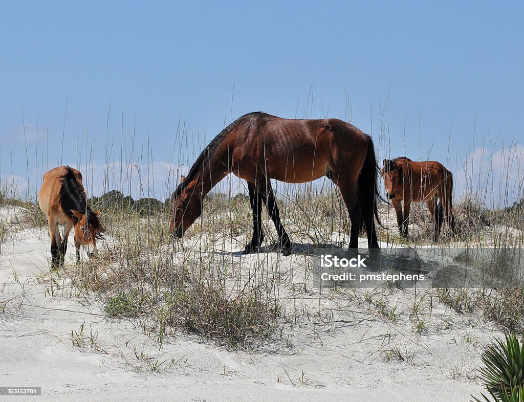 Wild Horses - Стоковые фото Без людей роялти-фри