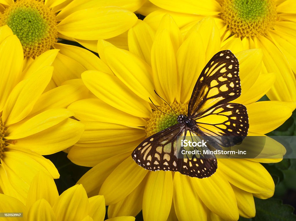 Gelbe Kupfer-Tiger Butterfly - Lizenzfrei Blatt - Pflanzenbestandteile Stock-Foto