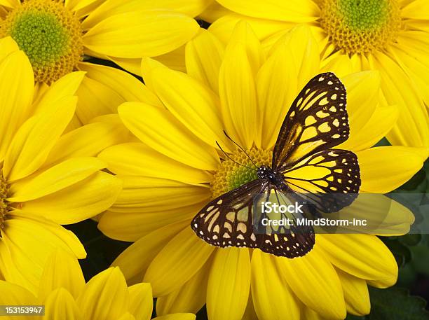 Gelbe Kupfertiger Butterfly Stockfoto und mehr Bilder von Blatt - Pflanzenbestandteile - Blatt - Pflanzenbestandteile, Blütenblatt, Chrysantheme