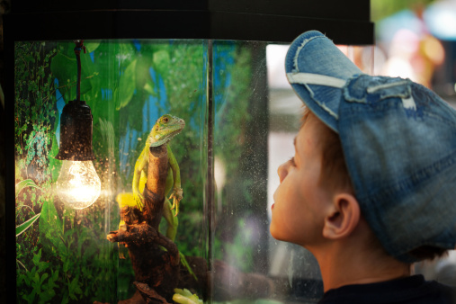 The boy looks at an iguana sitting in an aquarium. Iguana looks at the boy.