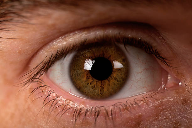 istock Anatomy Brown Eye Detail 153154059