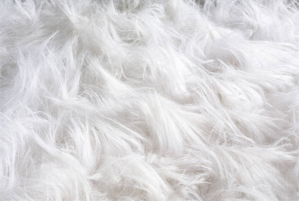 fur Fur,Textured,Bear,Textured Effect,Rug,Animal,Backgrounds,white,Fur Coat,Fluffy,Animal Hair,Hairy,Coat,Artificial,Heat,Softness shag rug stock pictures, royalty-free photos & images