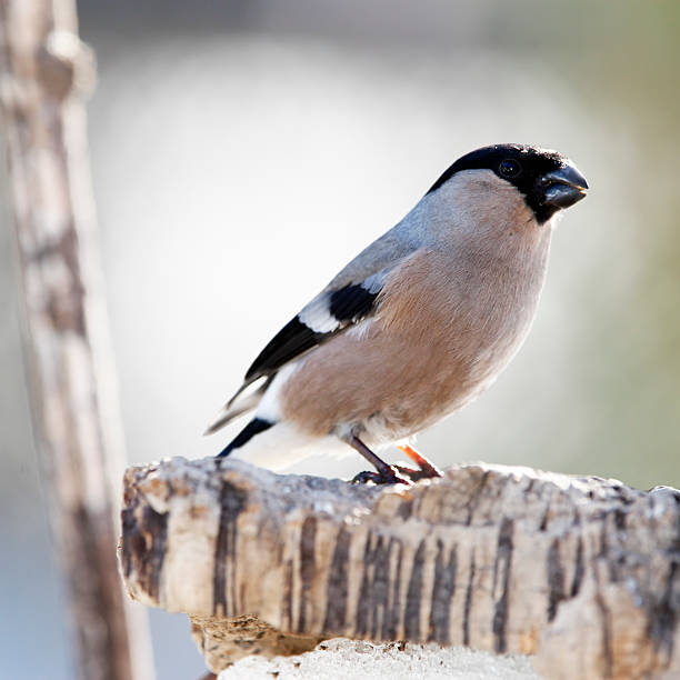 istock Bullfinch female on stump posing 153154108