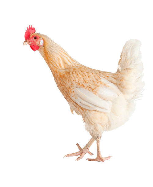 istock hen of a white background 153154328