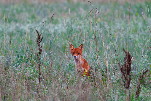 Young Red Fox Sitting in A Green Nature Background by Some Yellow Flowers in A National Park
