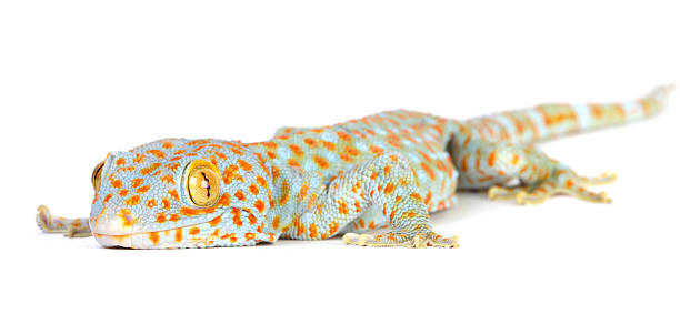 tokay gecko Tokay gecko on white background tokay gecko stock pictures, royalty-free photos & images