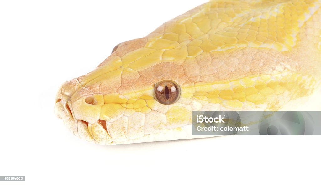 Pitone molurus bivittatus - Foto stock royalty-free di Albino