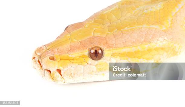 Pitão Molurus Bivittatus - Fotografias de stock e mais imagens de Albino - Albino, Animal, Branco