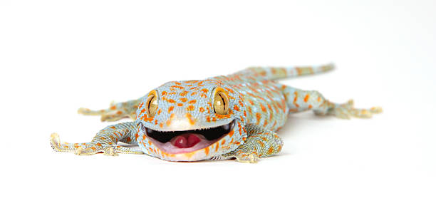 tokay gecko tokay gecko on white background tokay gecko stock pictures, royalty-free photos & images