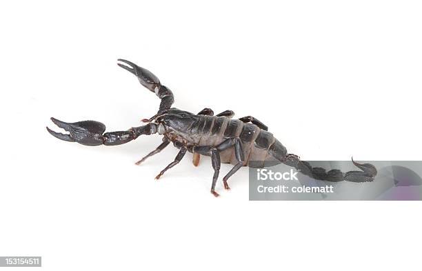 Emperor Scorpion Stock Photo - Download Image Now - Animal, Animal  Exoskeleton, Animal Wildlife - iStock