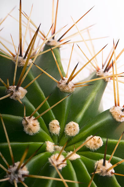 cactus closeup stock photo