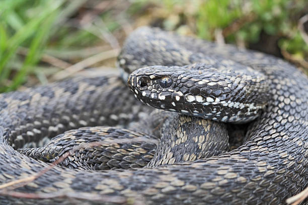 istock Meadow (steppe) viper, Vipera ursinii 153154970