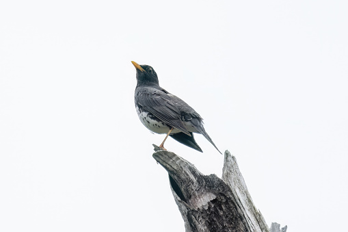 Japanese Thrush on the dead tree isolated on a white background.