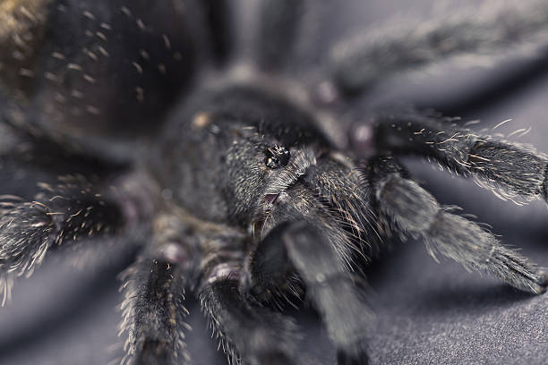 istock Grammostola pulchra 153155119