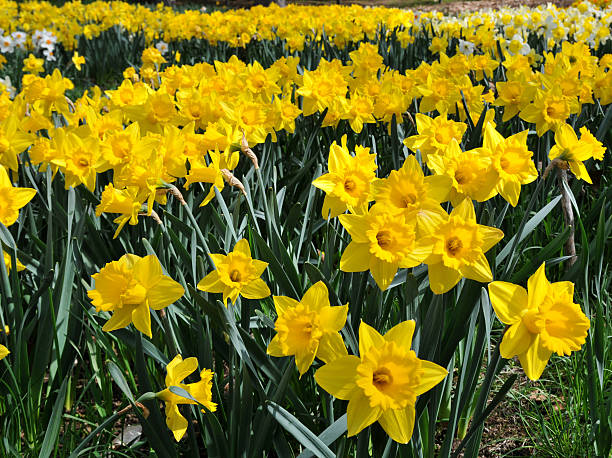 amarelo daffodils - daffodil spring flower new england imagens e fotografias de stock