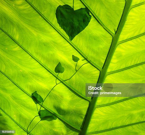 Foto de Verde Leaf e mais fotos de stock de Símbolo do Coração - Símbolo do Coração, Natureza, Abstrato