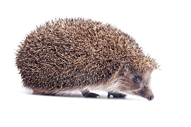 Hedgehod Hedgehog isolated on a white background animal spine stock pictures, royalty-free photos & images