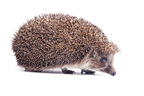 hedgehod - espinha dorsal de animal - fotografias e filmes do acervo