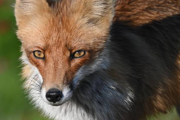 istock Red fox Vulpes vulpes in the wild 1531561921