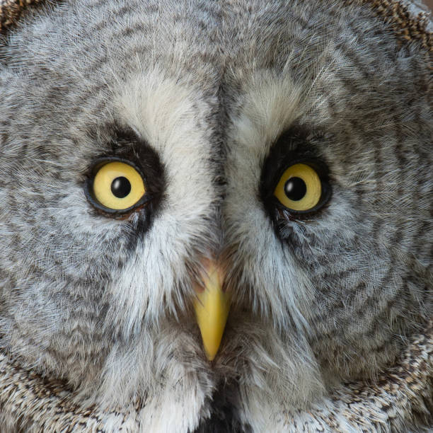 istock Great grey owl Strix nebulosa, also known as Great gray owl 1531562082
