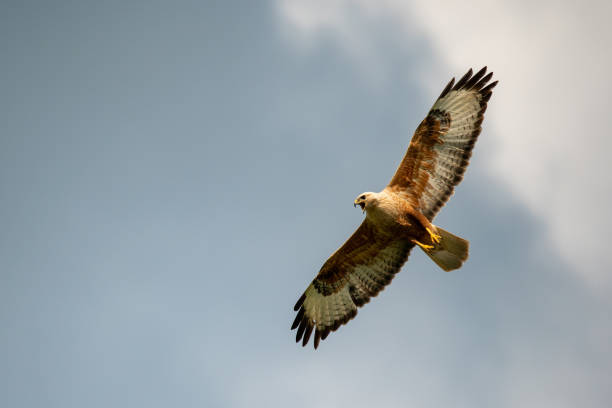 istock Long-legged Buzzard Buteo rufinus flying in the sky 1531562439
