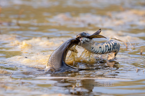 The dice snake Natrix tessellata caught a fish.
