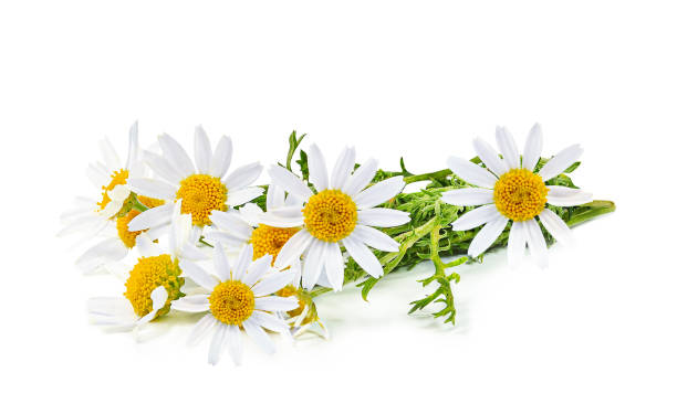chamomile herb fresh chamomile herb isolated on white background chamomile plant stock pictures, royalty-free photos & images