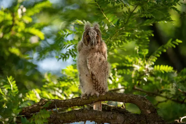 Photo of Long-eared Owl Asio Otus in the wild