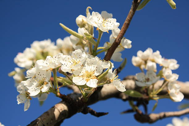 istock branch of apple flowers 153156488