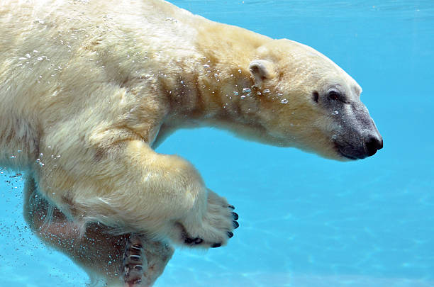 istock Polar bear swimming underwater 153156657