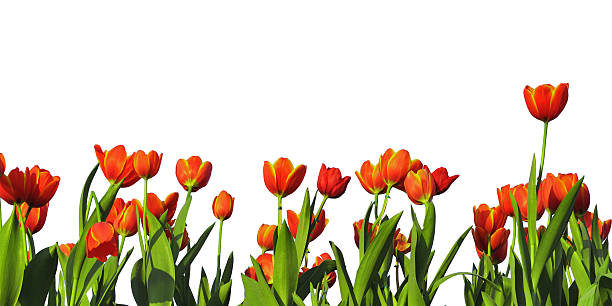 istock Row of tulip 153156942