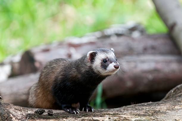 Polecat Watching polecat stoat mustela erminea stock pictures, royalty-free photos & images