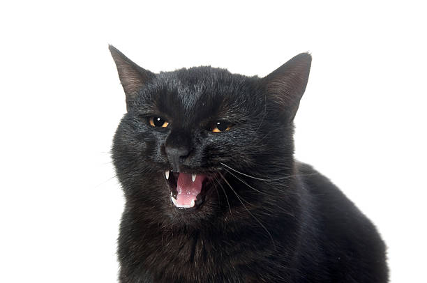 istock Black cat meowing on white background 153157299