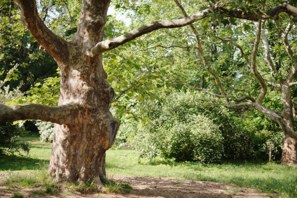 istock Trunk of an old large plane tree in the park in summer. 1531578251