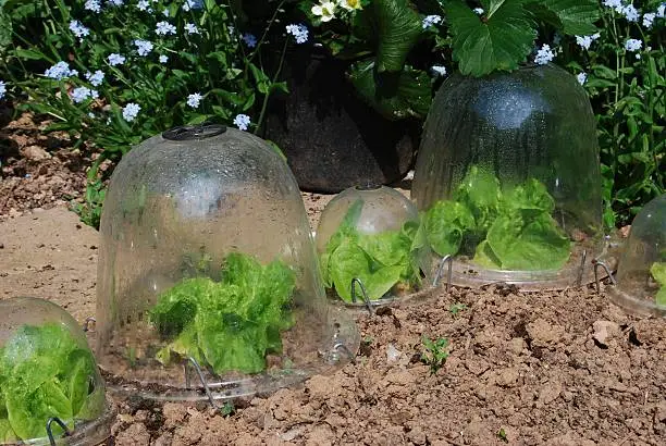 Lettuces growing in garden plastic bell jars
