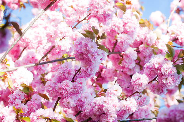 Sakura cherry blossom. Selective DOF. stock photo