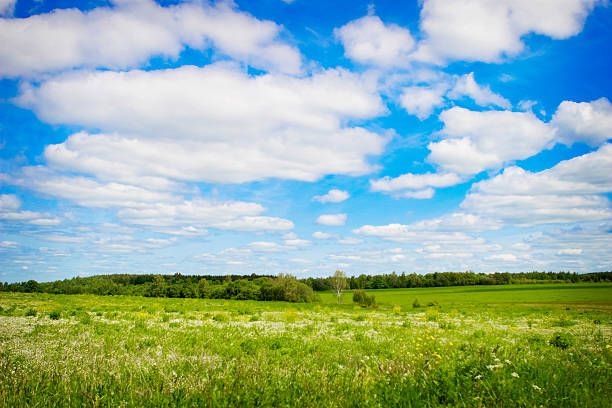 Green field and white clouds. stock photo