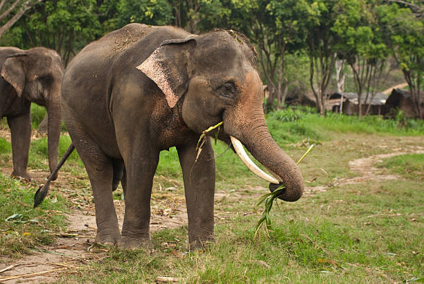 istock male with female elephant in village 153158025