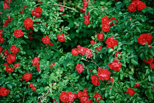 Bushes of blooming bright red roses in the garden.
