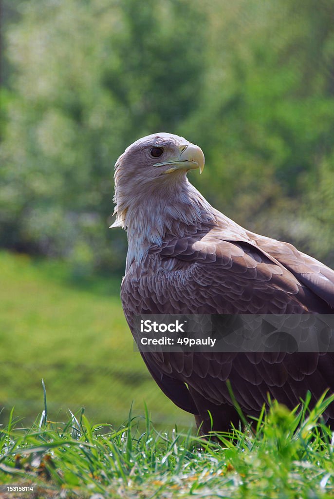 Un águila de cola blanca - Foto de stock de Animales cazando libre de derechos