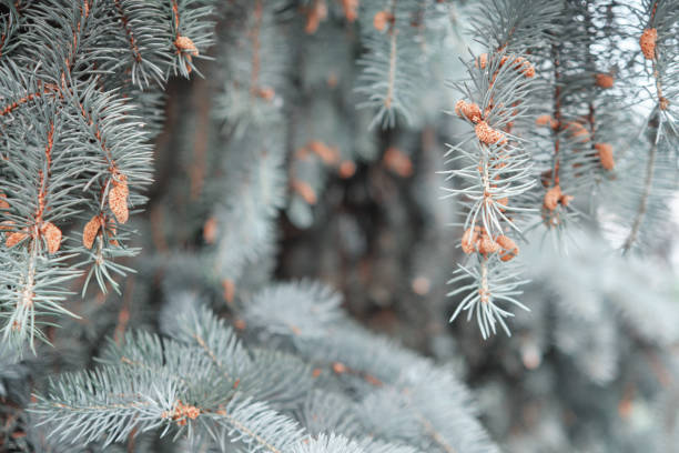 Fir branches background. Soft focus. Texture of needles close-up.