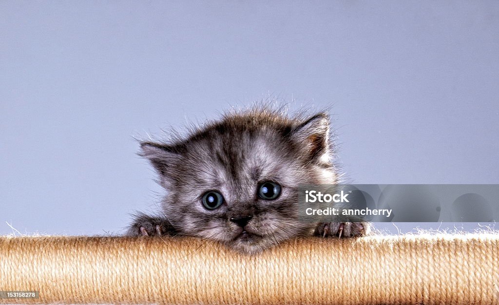 Süße Kätzchen mit Blick auf das Seil - Lizenzfrei Blaue Augen Stock-Foto